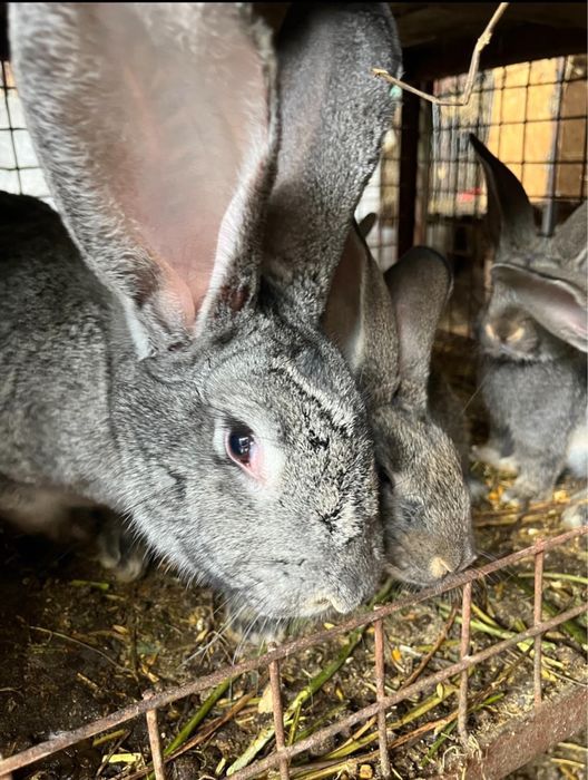 Urias si Fluture German