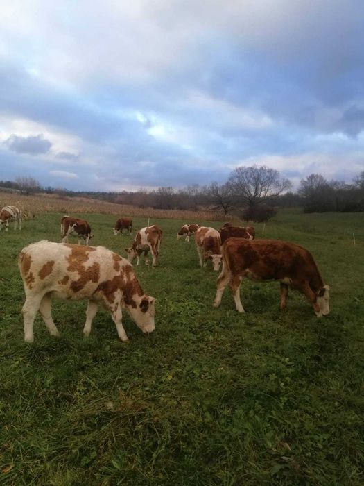 Vand juninci baltate