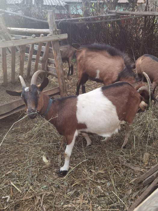 Vând capre și țap alpine