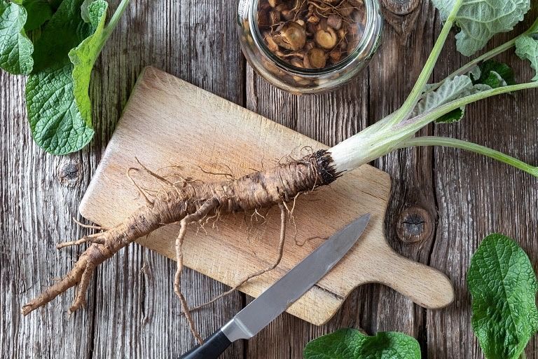Vand plante medicinale: radacina de brusture, tataneasa, untul pamantu