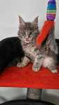 Maine coon cu pedigree