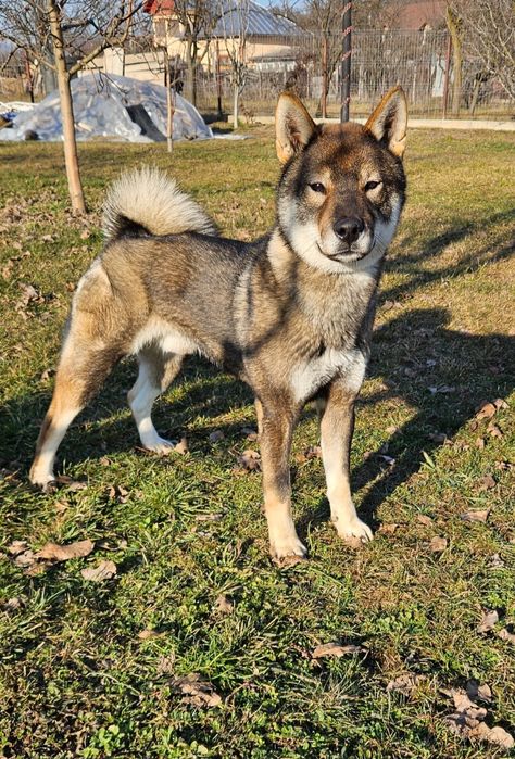 Mascul rasa japoneza