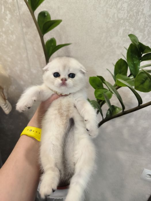 Котята от правильной вязки