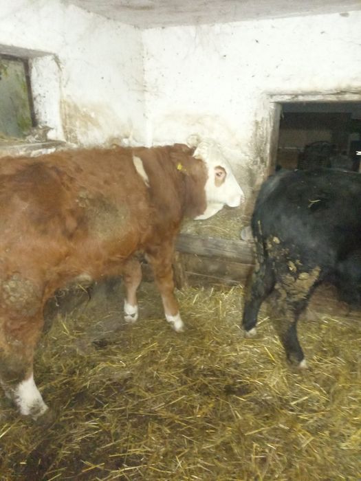 Vând doi viței, angus și bălțat !