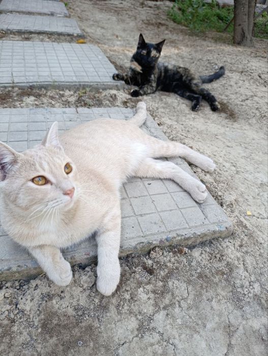 Отдам котят в хорошие руки