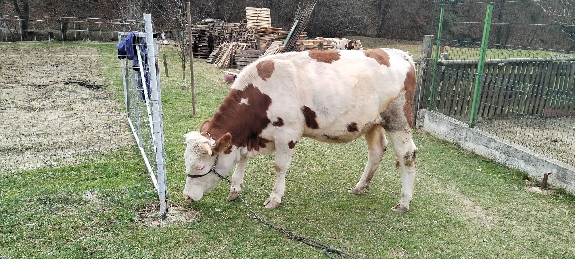 Junică gestantă 6 luni