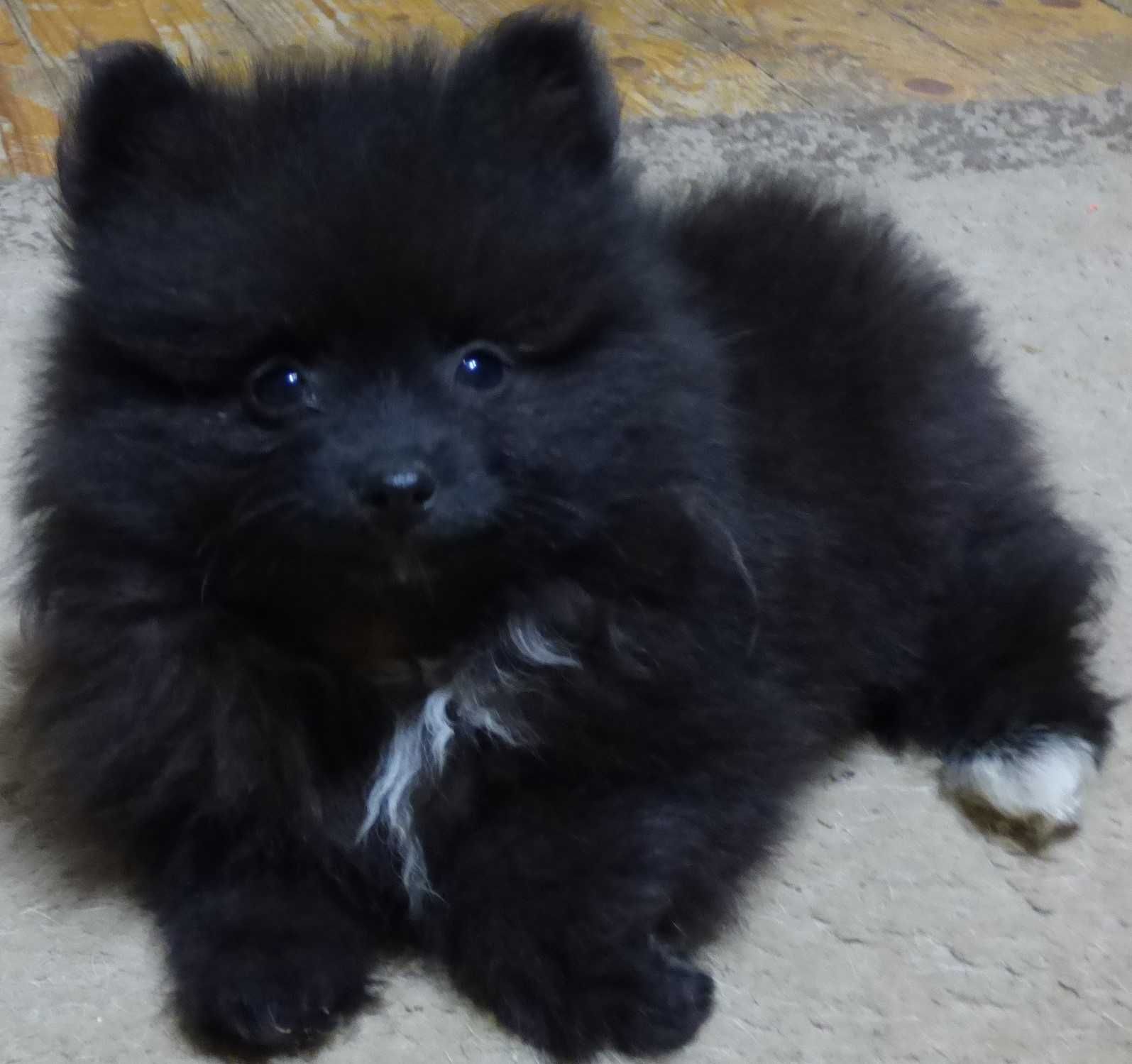 Pomeranian mascul