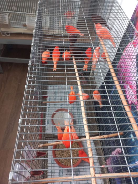 Vând canari gospodăria proprie