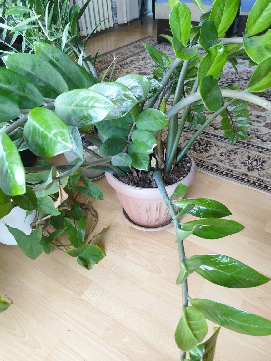 Продам замиокулькас