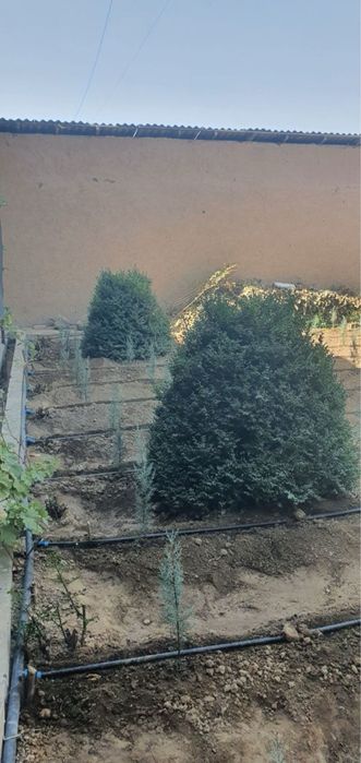 Shamshot 2 dona holati yaxshi