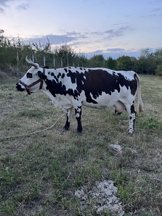 Vând vacă gestantă
