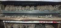 Продам цыплят перепелов  разных возрастов  породы Техас,  Маньчжур
