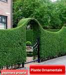 gard viu lemn cainesc ligustrum verde iarna veșnic verde gard viu