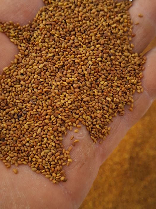 Vând semințe de lucernă