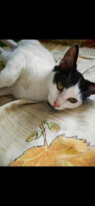 Котенце 6 месеца