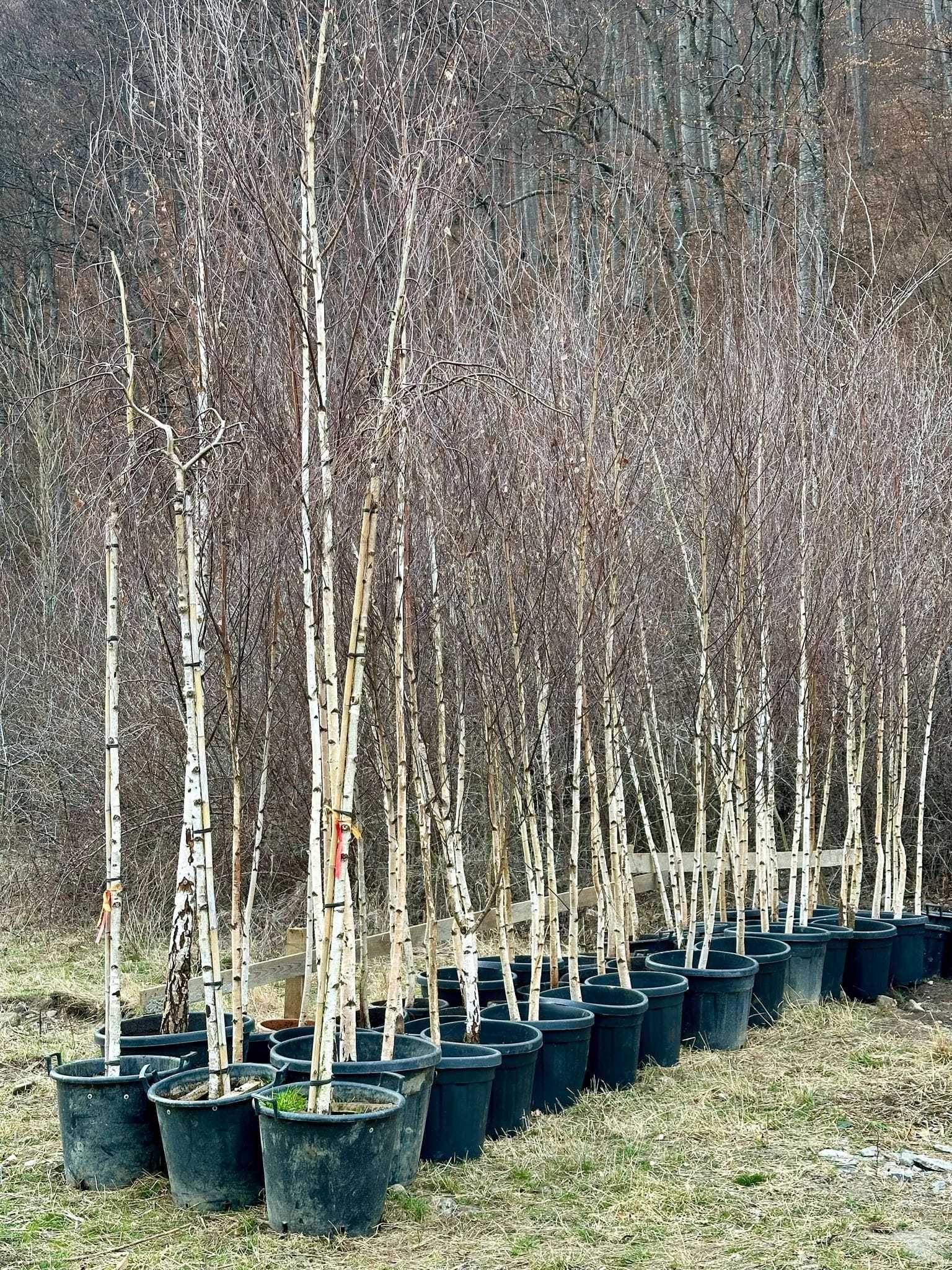 Plante ornamentale de excepție – Livrare și montaj la cerere!