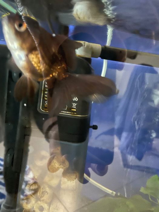 Стъклен аквариум 100 литра с подарък оборудване