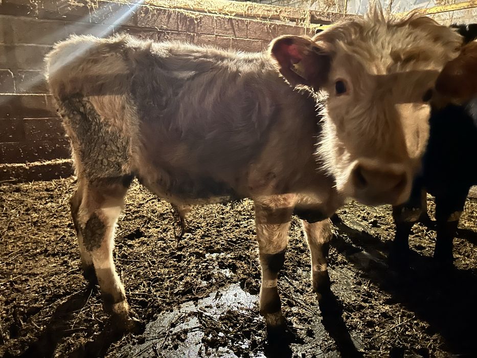 Продоется бычок.6 месяцев.300000 тенге.Питается хорошо.Торг есть…………..