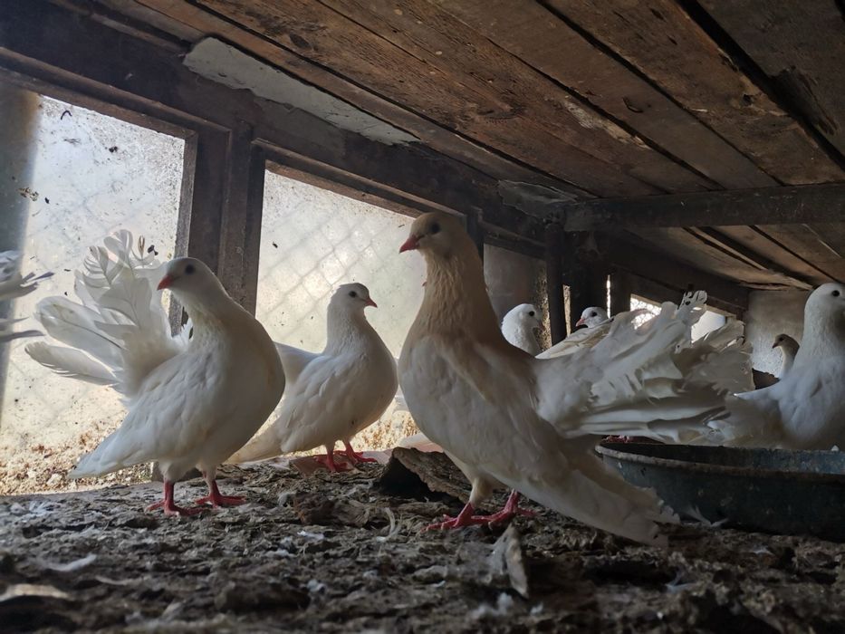 Бели гълъби по двойки