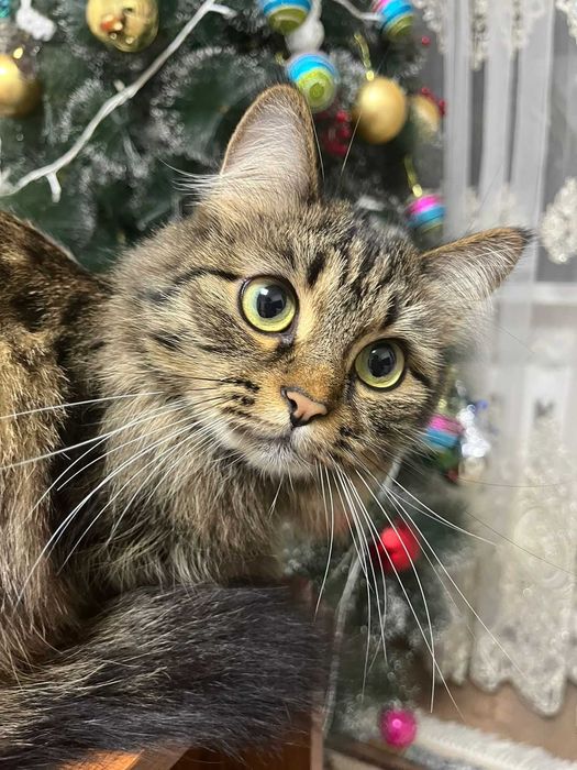 Отдадим кошку в хорошие руки