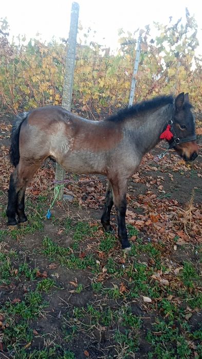 Vând un mânz de 4 luni jumate mai multe detalii in privat sau la telef