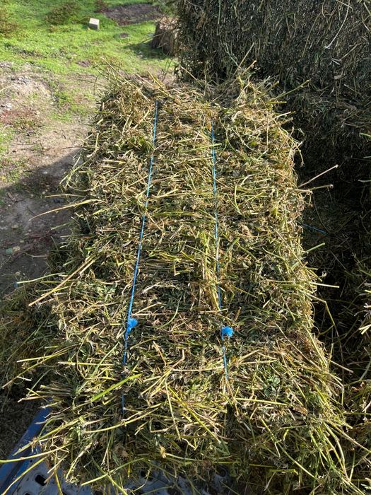 Baloti lucerna irigata 30/bucata