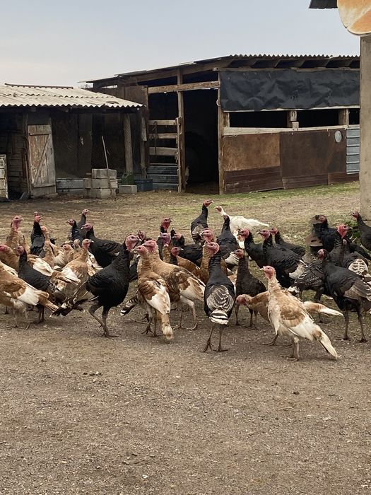 Продам индюки крупные