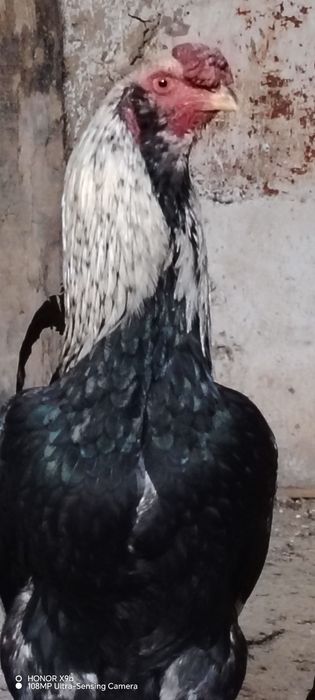 Хурозни хурози кук тухумдан очиб чиккан