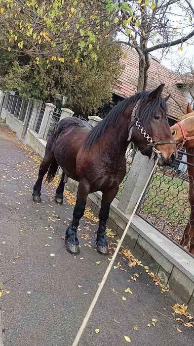 Vând mânz de doii anii