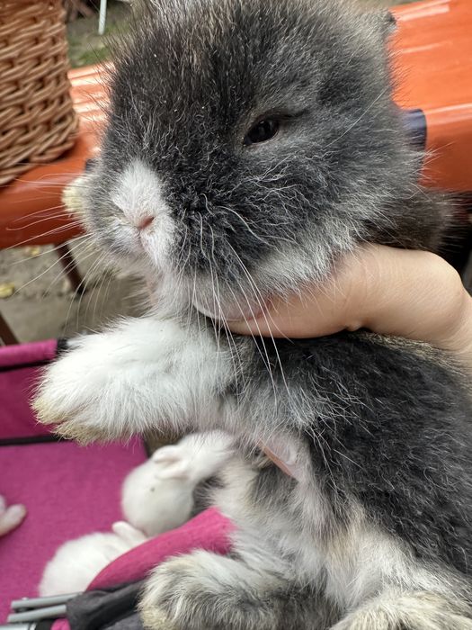 iepurasi pitici disponibili peste o saptamana