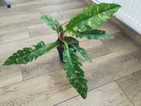 Philodendron ring of fire, planta rara