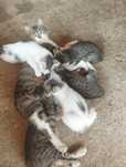 Ofer spre adoptie pui pisica