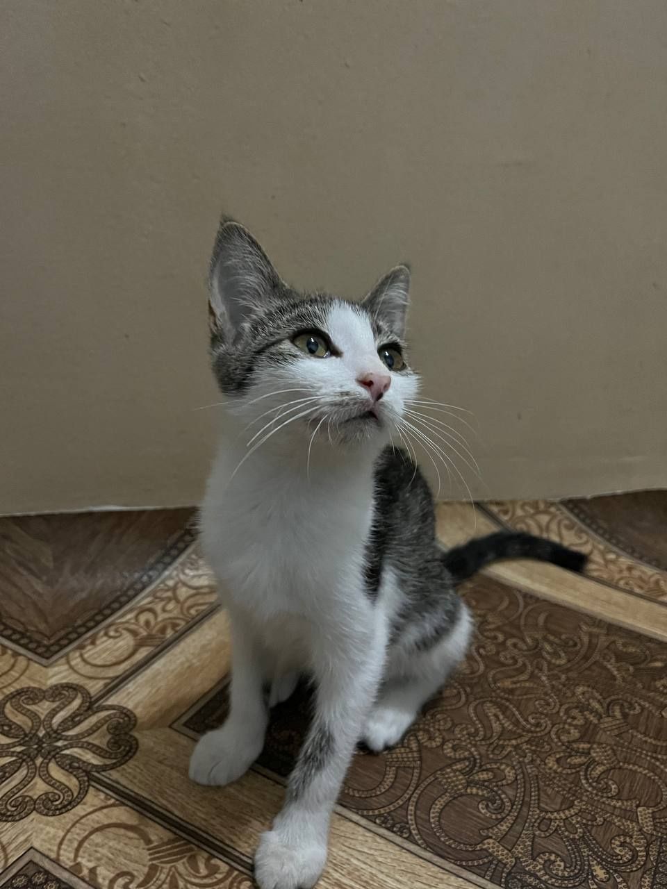 Пристраивается котята.