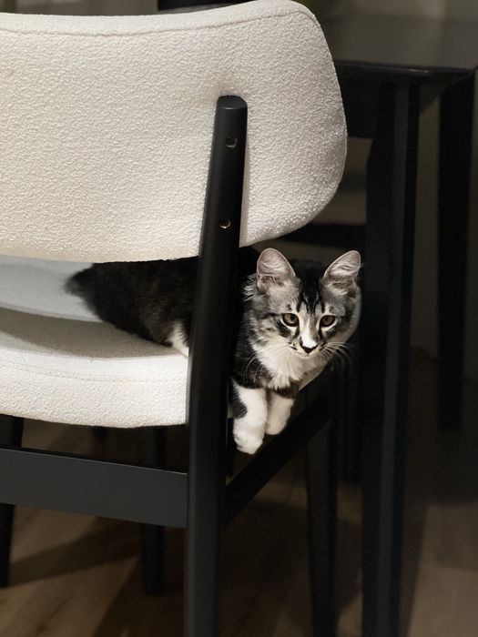 Отдаю котенка в добрые руки
