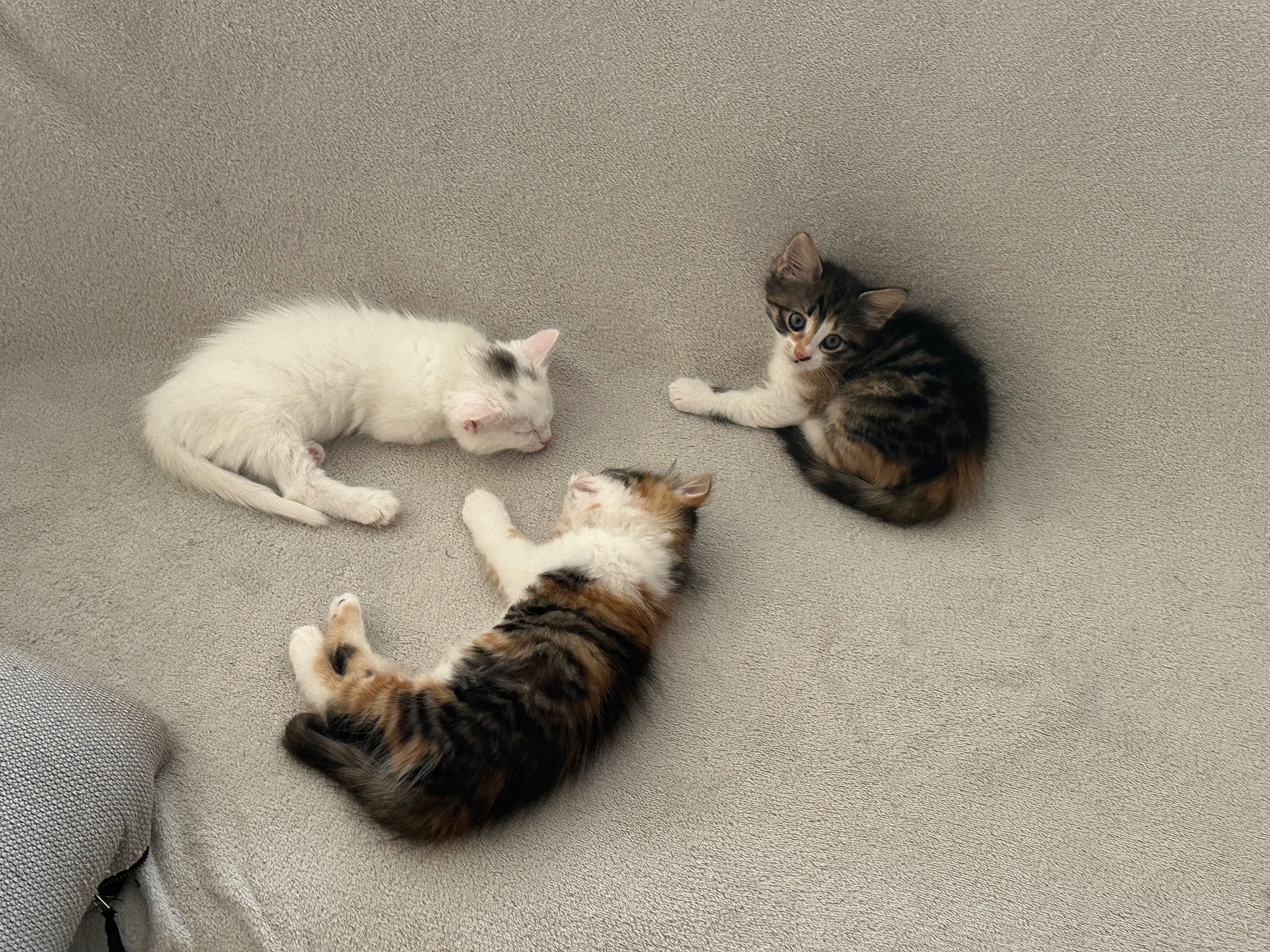 Подаряване на котета!