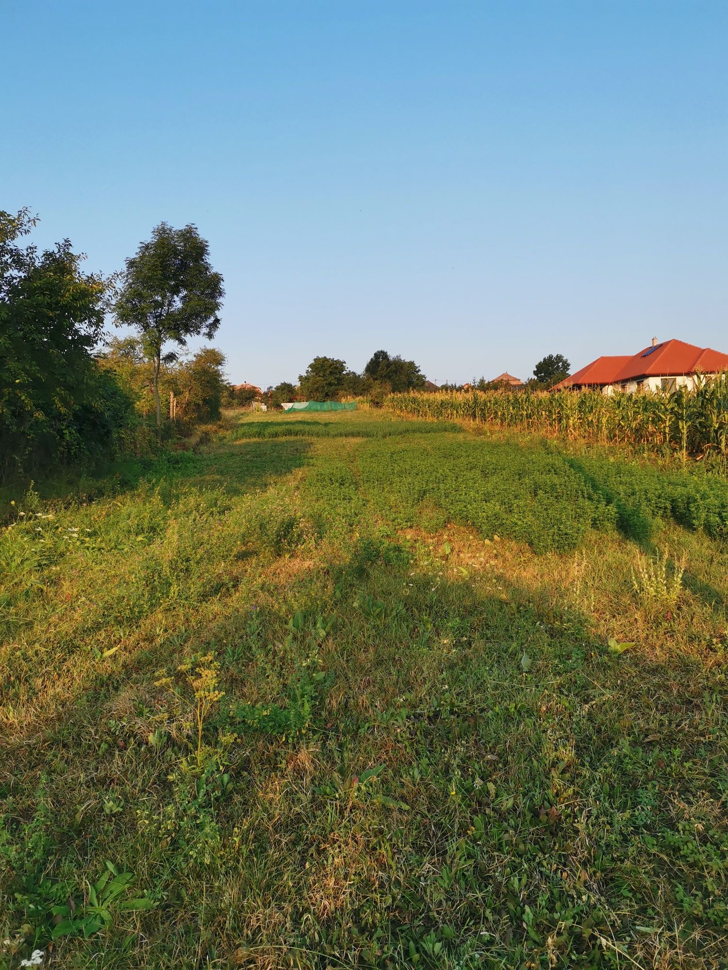 Vând teren intravilan in Tureni