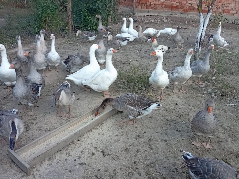 Vând gaste Americane și Românești.