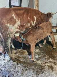 Vând vacă balțată românească cu vițel