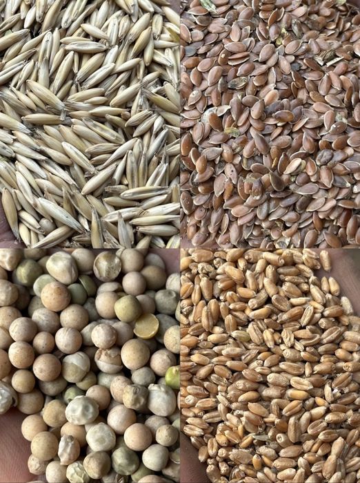 Купим сельхоз культуры