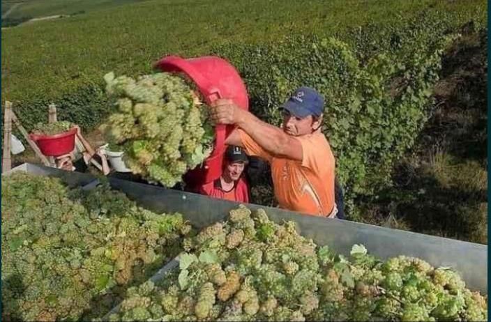 Struguri premium pentru vin- soiuri românești tradiționale