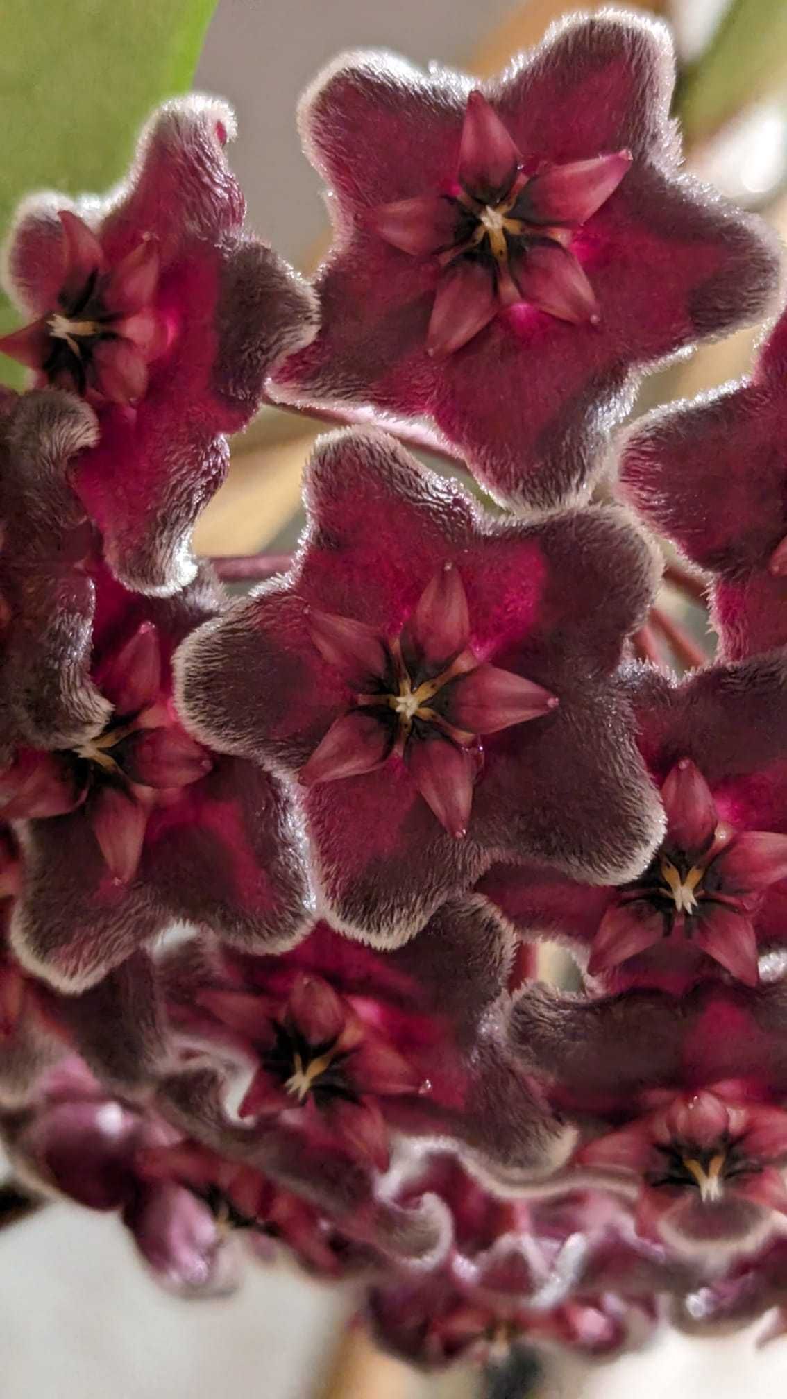 Hoya/Хоя (различни видове)