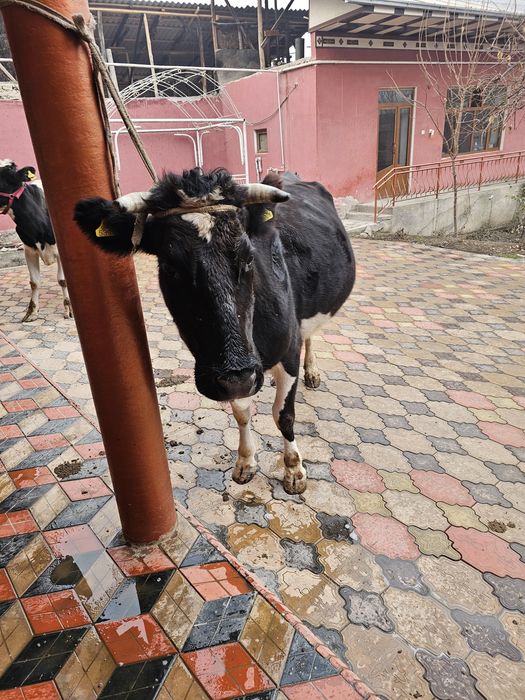Mol sotiladi 4 ta  golshteyn rosiya paroda 2 ta novos bolasi xam bor