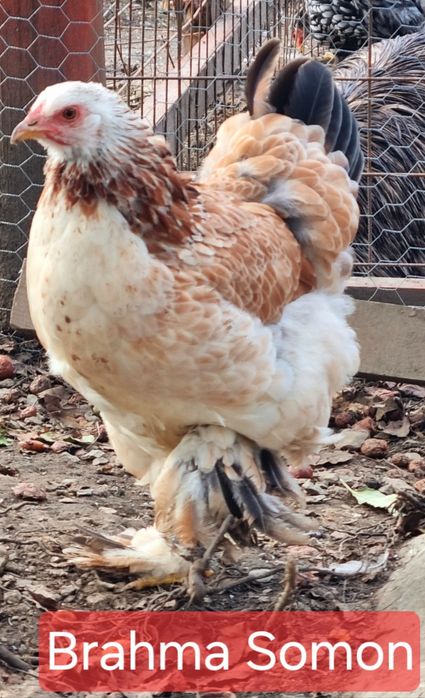 Pui Brahma, Cochinchina  Sussex