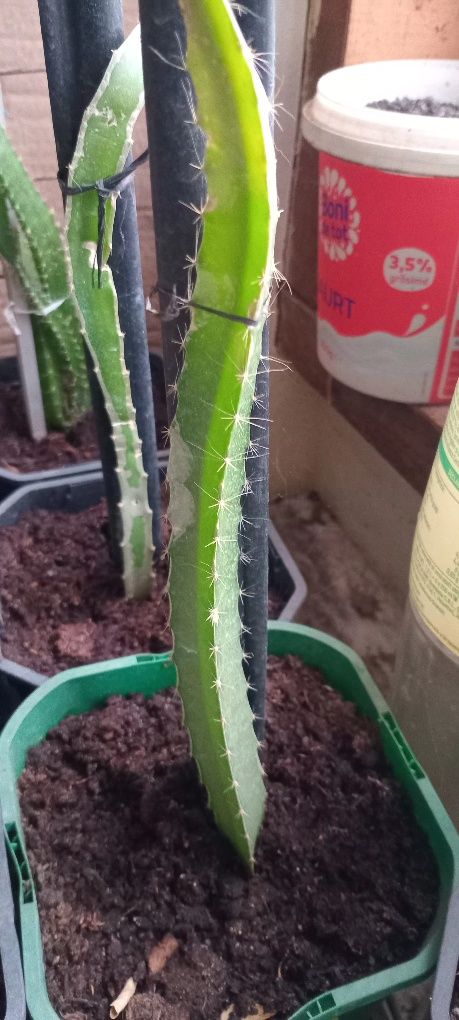 Fructul dragonului Roșu (Pitaya)