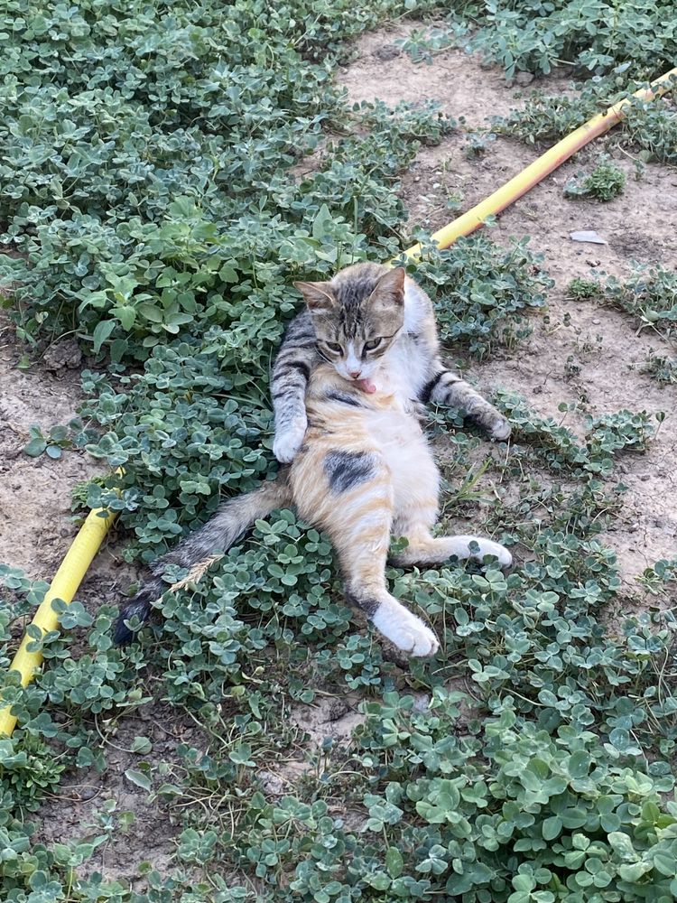 Кошки, котята даром