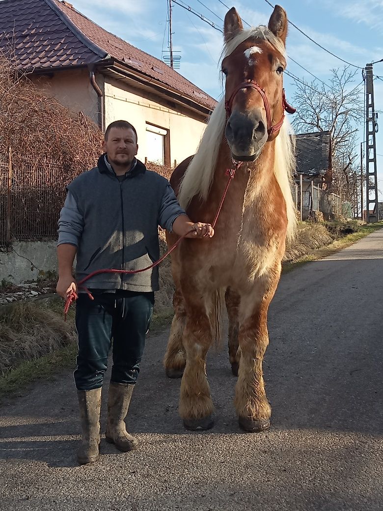 Armăsar belgian de monta