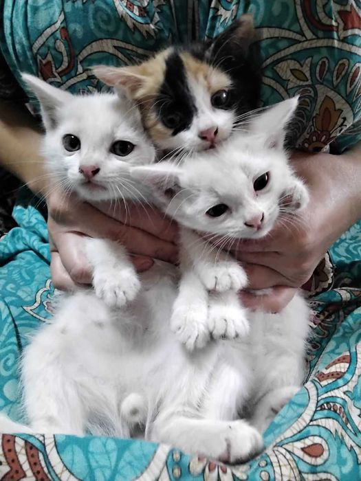 Котята отдам даром