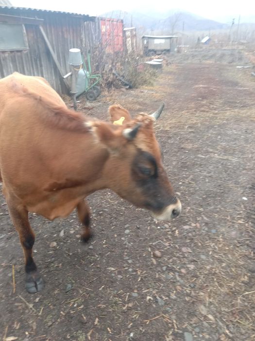 Продам молодую корову