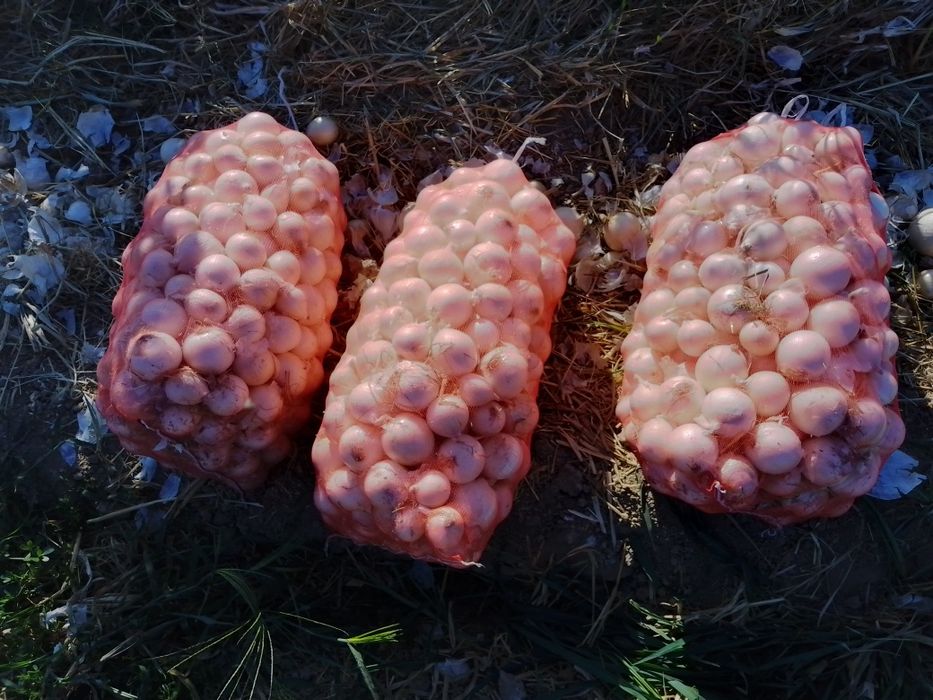 Oq piyoz navi giliston