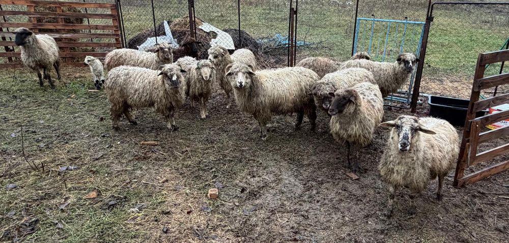 Oi de vânzare 12 buc